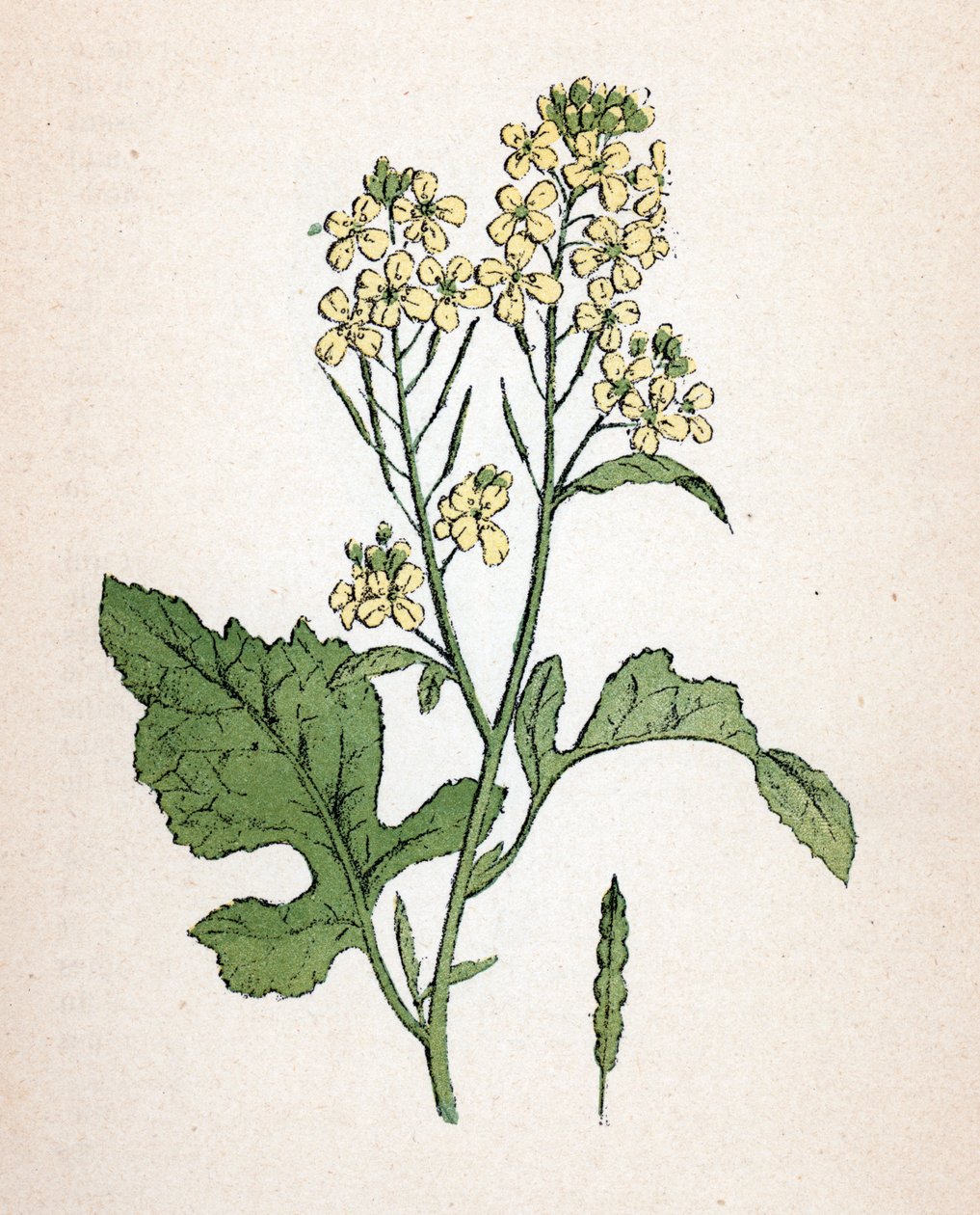 保罗-哈里奥特《药用植物彩色图集》中的黑芥菜植物图版 作者 未知艺术家