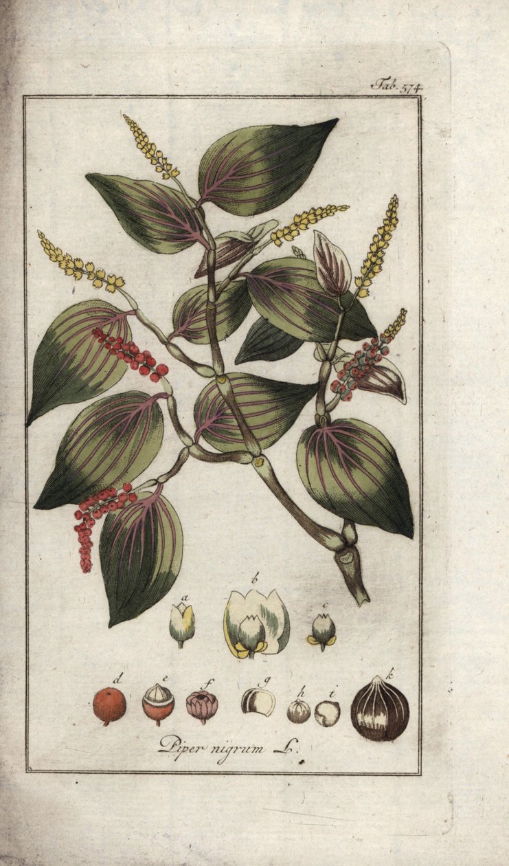 黑胡椒盘（胡椒）。石版画，选自约翰内斯-佐恩（1739-1799 年）的 "Afbeelding der Artseny-Gewassen"，荷兰 作者 未知艺术家