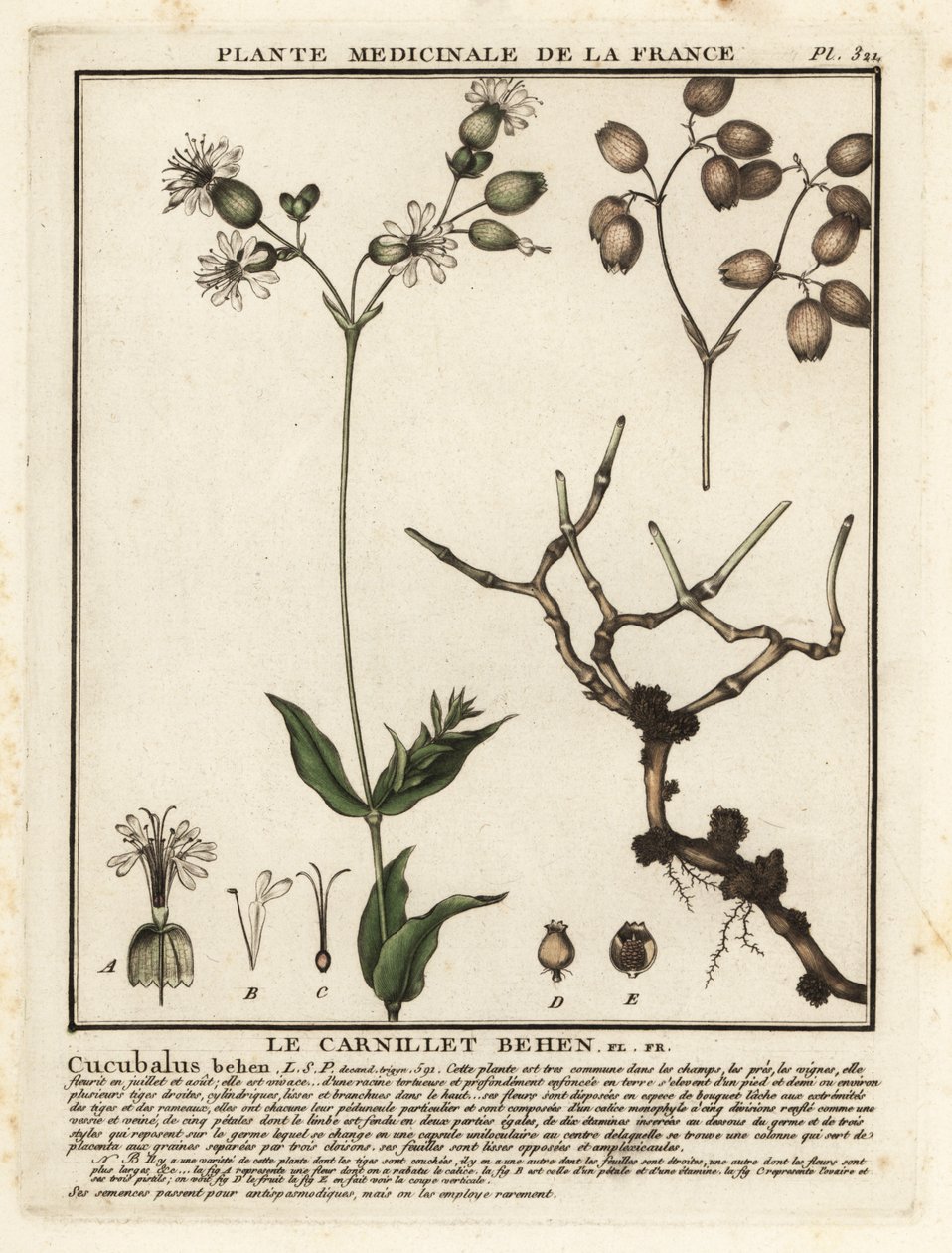 膀胱营，Silene vulgaris。 作者 未知艺术家