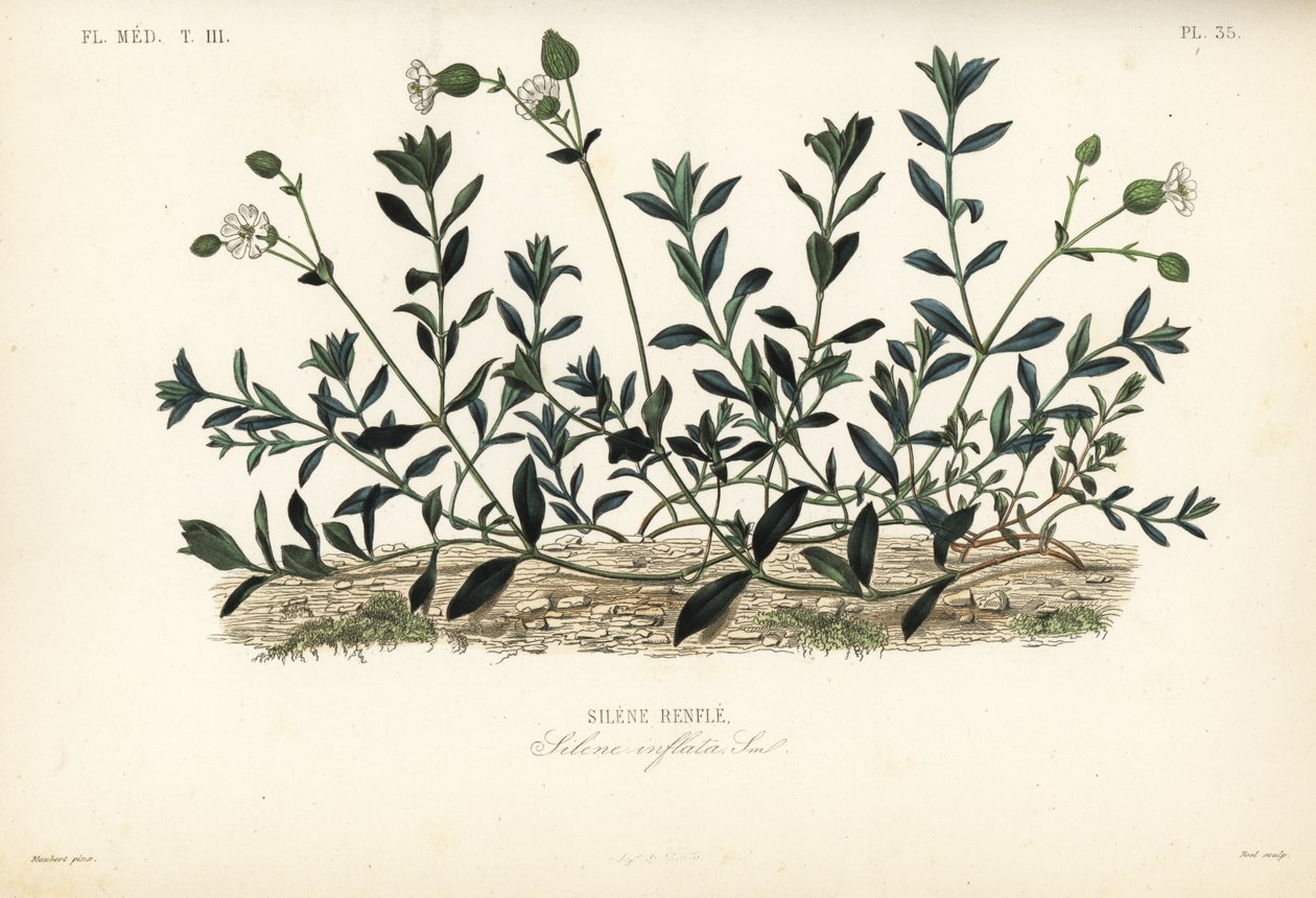 膀胱刺芹，Silene vulgaris, Silene inflata, Silene renfle 作者 不明