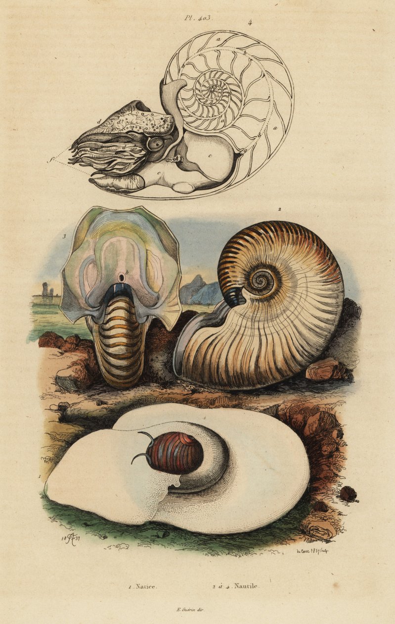 Bladder moon snail, Neverita didyma 1, crusty nautilus, Nonion umbilicatulum 2, and chambered nautilus, Nautilus pompilius 3,4 作者 不明