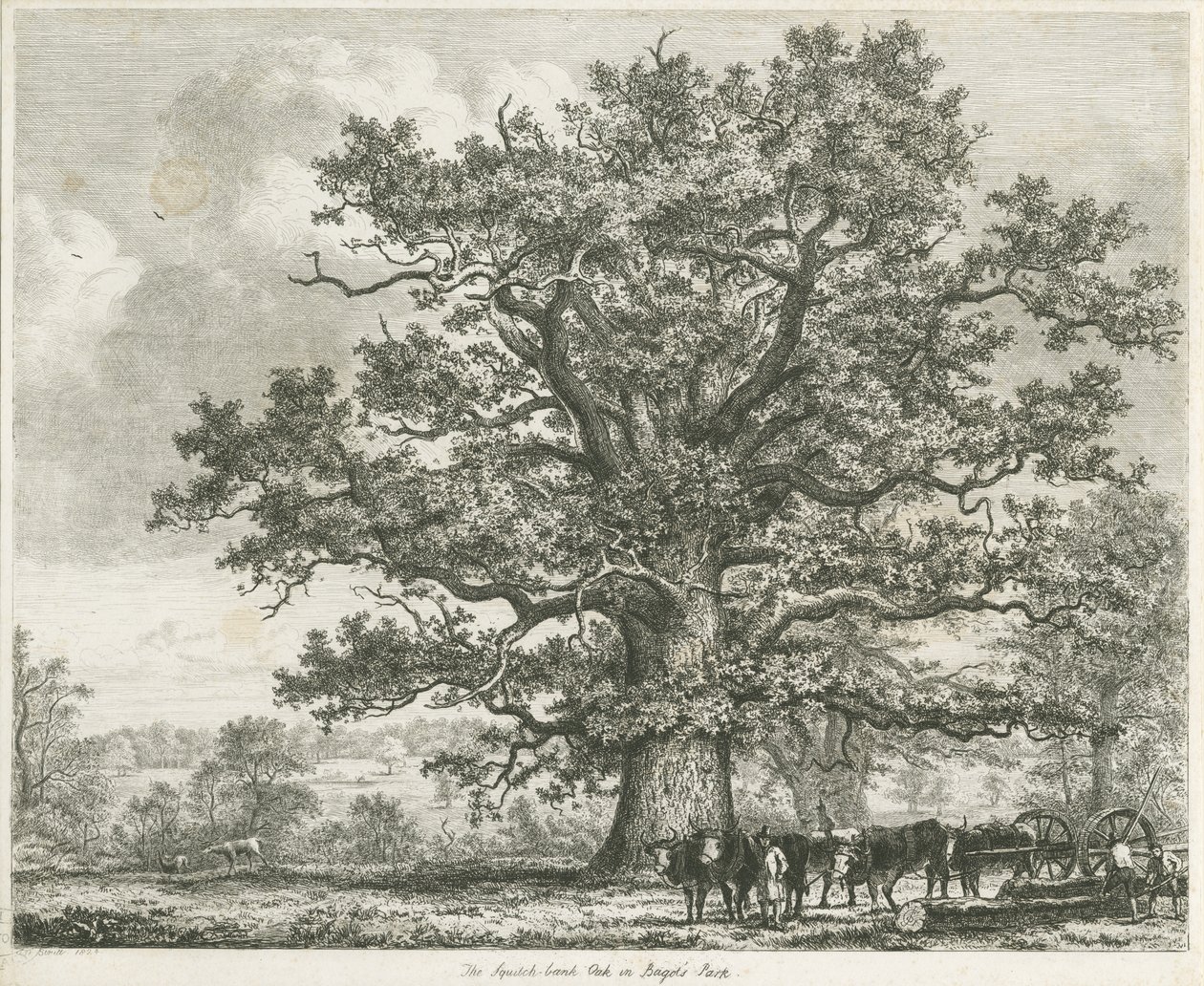 Blithfield-阔橡树橡木：蚀刻，1824年 作者 不明
