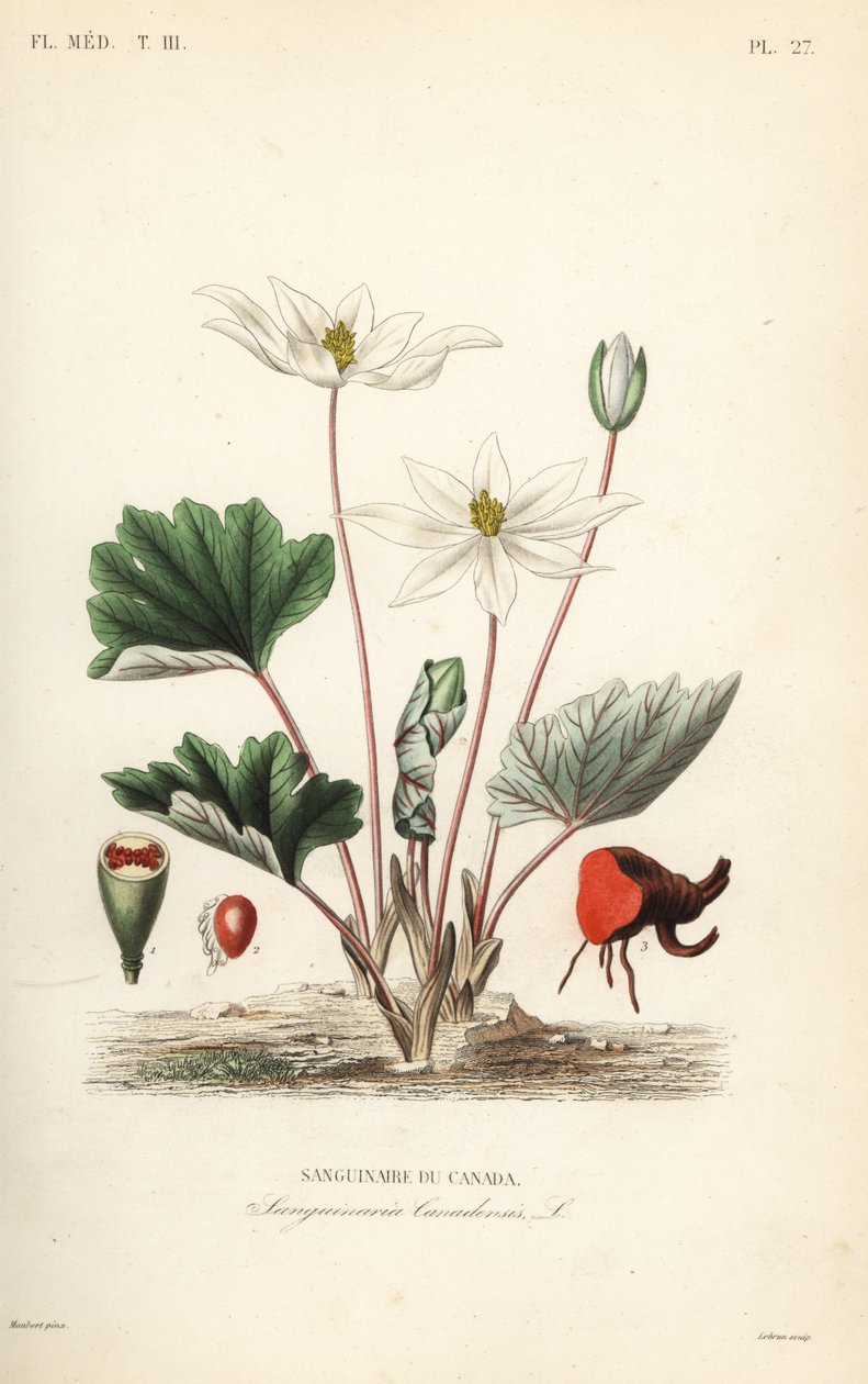 Bloodroot, Sanguinaria canadensis, Sanguinaire du Canada 作者 不明
