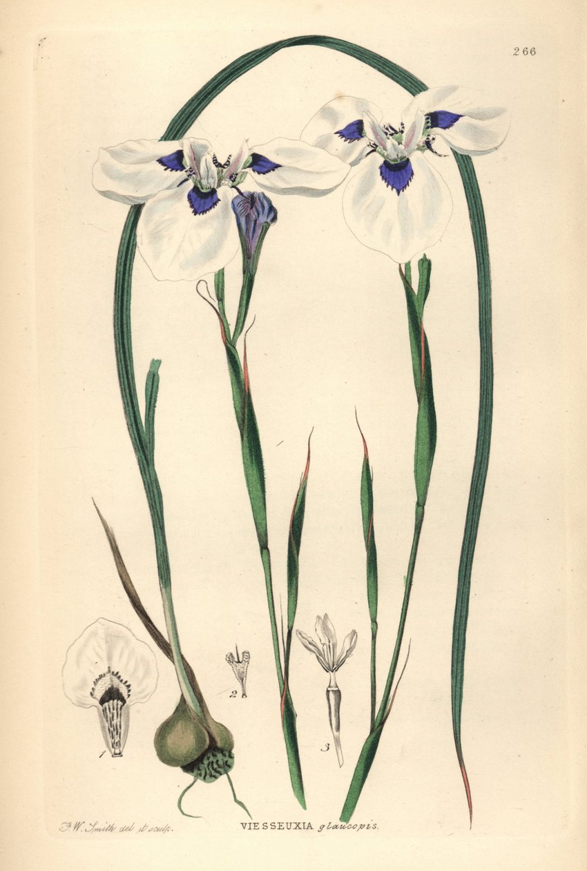 蓝眼 Uintjie 或 Blouooguintjie，Moraea aristata（Ocellate viesseuxia，Vieusseuxia glaucopis）。弗雷德里克-W-史密斯根据约翰-林德利和罗伯特-斯威特的《观赏花圃和灌木丛》绘制并镌刻的手绘铜版画，G. Willis，伦敦。 作者 未知艺术家