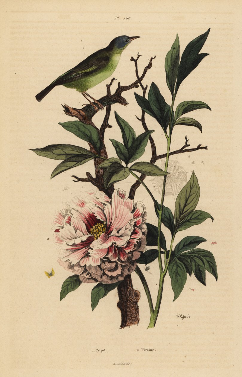蓝头扇尾，Rhipidura cyaniceps 1和牡丹，Paeonia suffruticosa 2 作者 不明