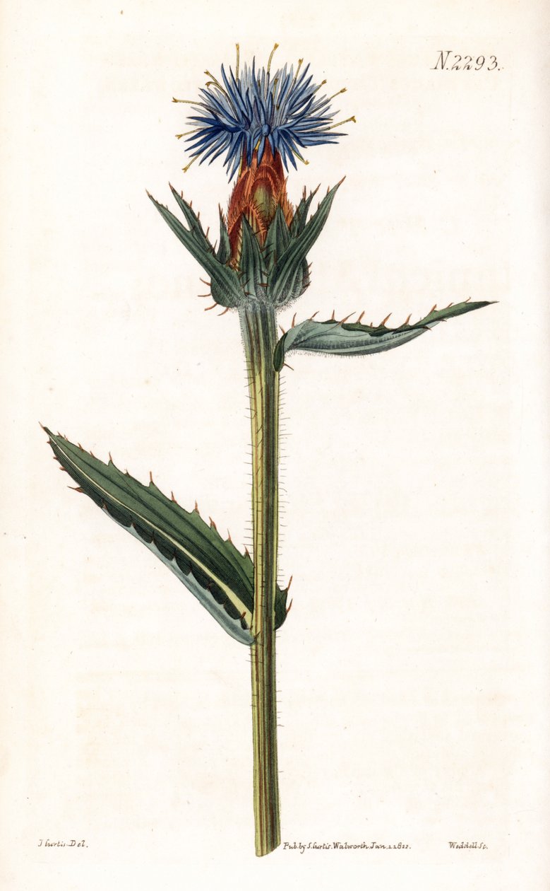 Blue cardoncelle - 蓝蓟或蓝花荠菜，Carthamus caeruleus。Weddell 根据 Samuel Curtis 的伦敦 "植物杂志 "中 John Curtis 的插图绘制的手工彩色铜版雕刻。 作者 未知艺术家