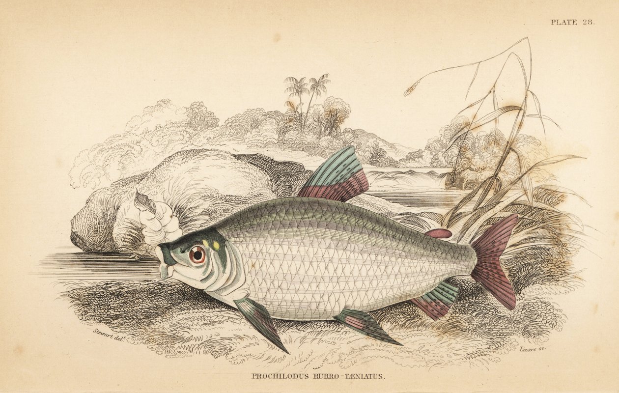 Bocachico 或 koulimata，Prochilodus rubrotaeniatus（淡红纹鲑鱼，Prochilodus rubro-taeniatus）。W.H. Lizars 根据詹姆斯-斯图尔特（James Stewart）的插图手工绘制的彩色钢板雕刻，该插图选自罗伯特-朔姆堡（Robert Schomburg）的《圭亚那的鱼类》（Fishes of Guiana），是威利亚爵士（Sir Willia）著作的一部分。 作者 未知艺术家