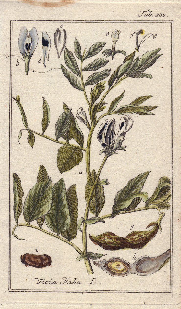 植物学：豆科植物，有花、叶和豆荚中的豆子，即蚕豆。B. Thanner 根据 Johannes Zorn 的 "Icons plantarum medicinalium "绘制的手工彩色铜版画，德国 作者 未知艺术家
