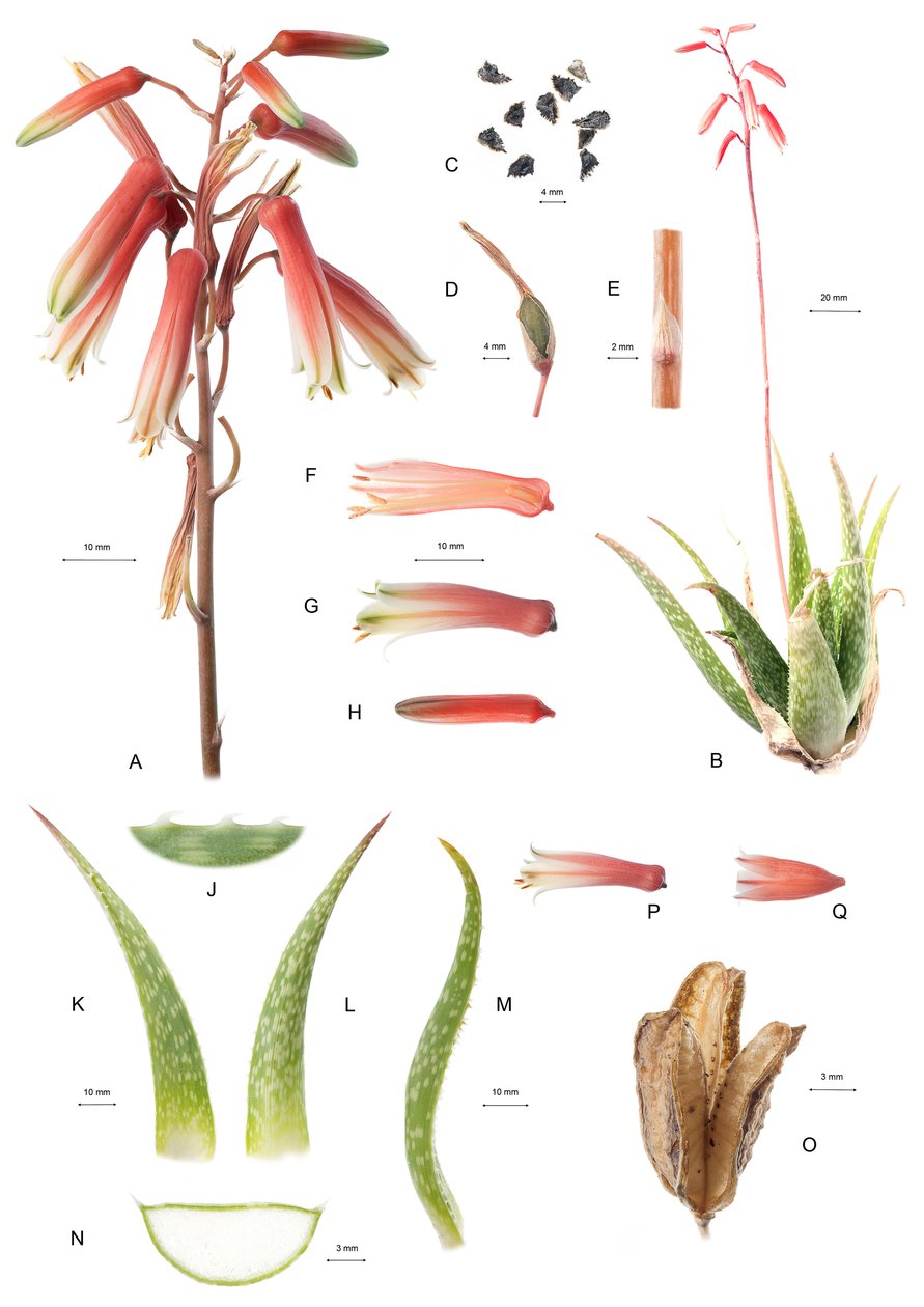 植物板块/芦荟/Aloe 作者 不明