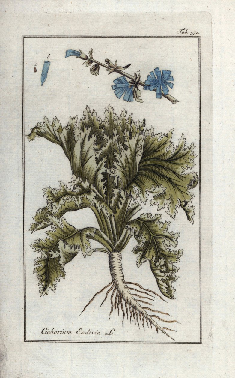 植物：苣荬菜。约翰内斯-佐恩的 "Afbeelding der Artseny-Gewassen "中的手工彩色铜版植物雕刻，Jan Christiaan Sepp，阿姆斯特丹 作者 未知艺术家