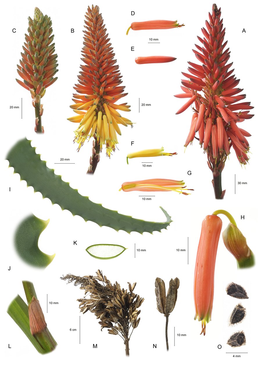 植物板/Aloe arborescens/Aloe arborscens 作者 不明