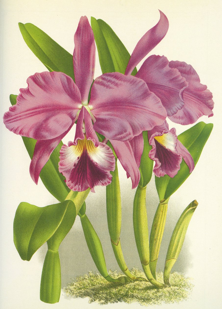 Botanical board/Cattleya labiata var. Autumnalis/Lindenia 作者 不明