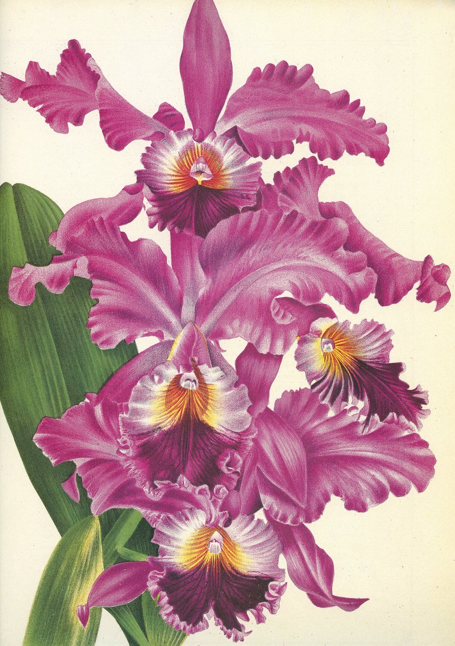 植物板/Cattleya labiata var. Perfecta/Lindenia 作者 不明