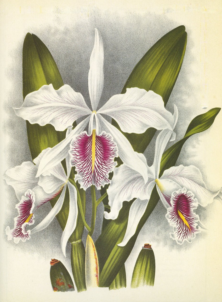 Botanical board/Cattleya maxima var. Virginalis/Lindenia 作者 不明