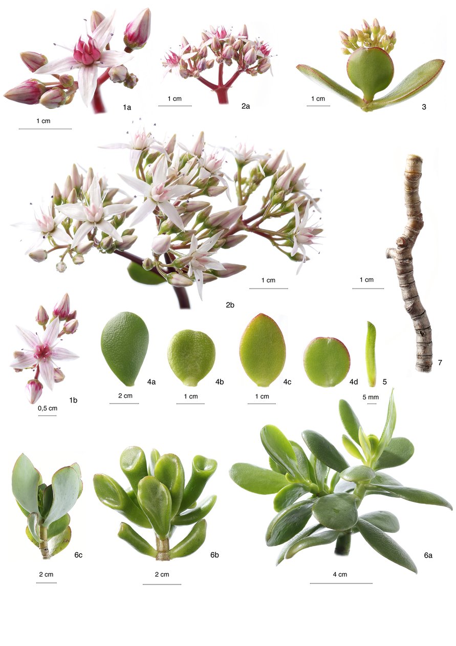 植物板/Crassula ovata 作者 不明