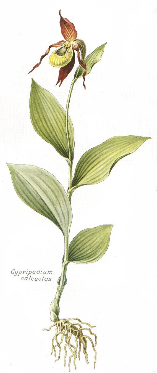 Botanical board/Cypripedium calceolus/Venus
