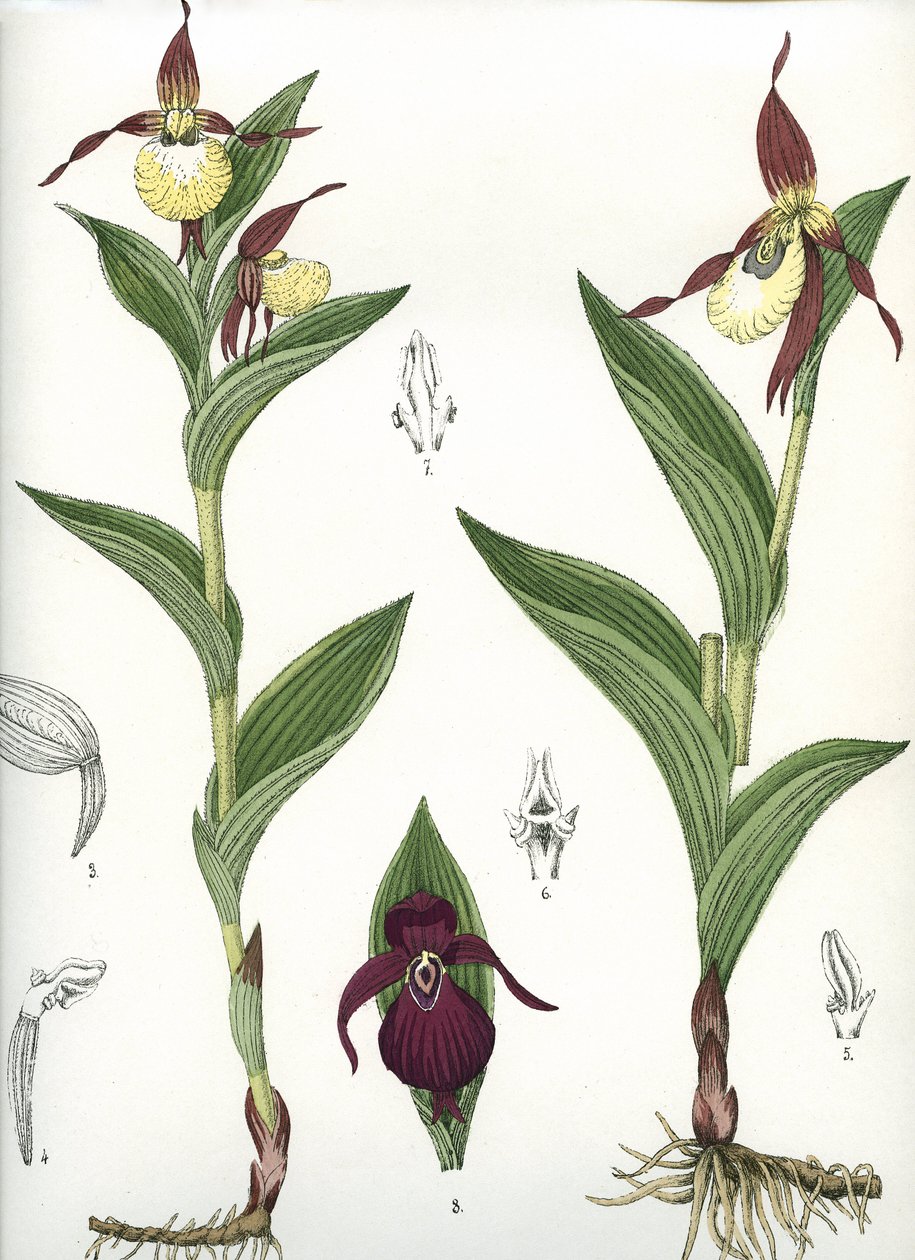 植物板/Cypripedium calceolus/金星的蹄 作者 不明