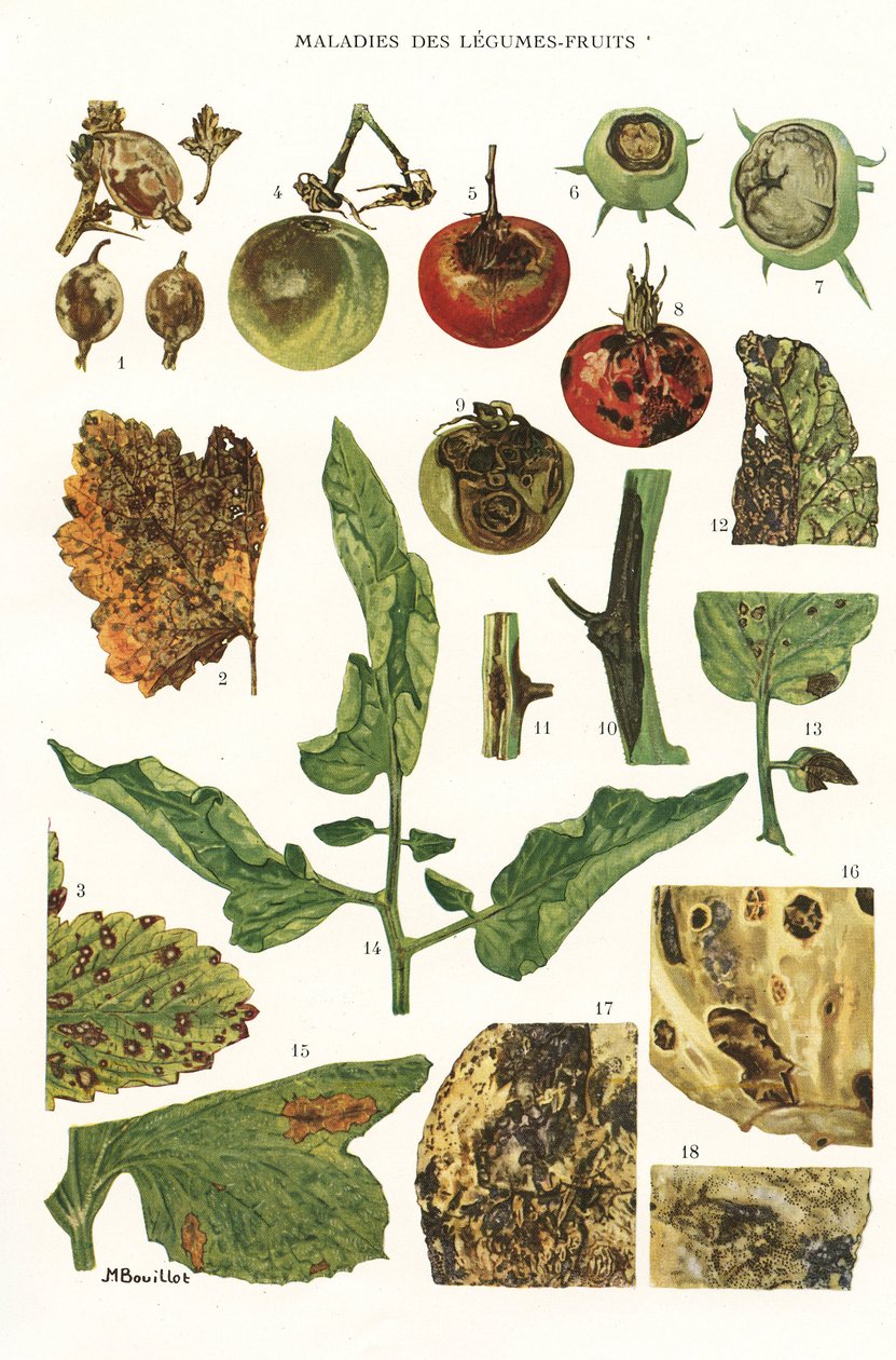 Botanical board/Fruit vegetable diseases 作者 不明