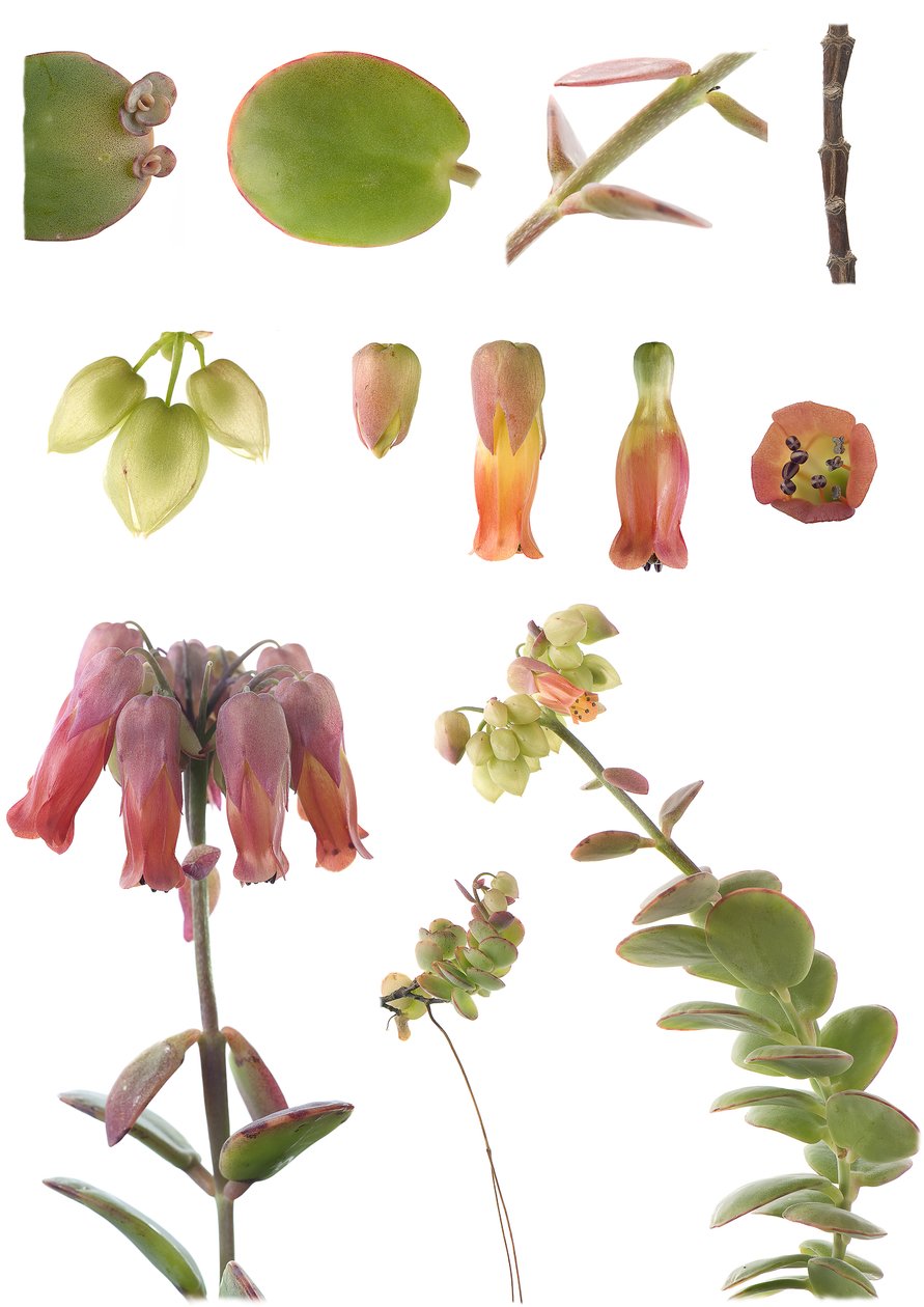植物板/Kalanchoe marnieriana 作者 不明