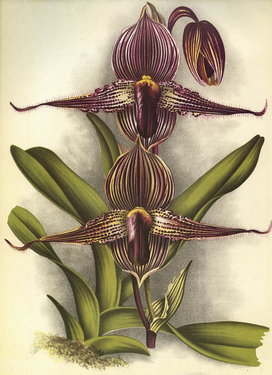 植物板/Paphiopedilum rothschildianum/Lindenia 作者 不明