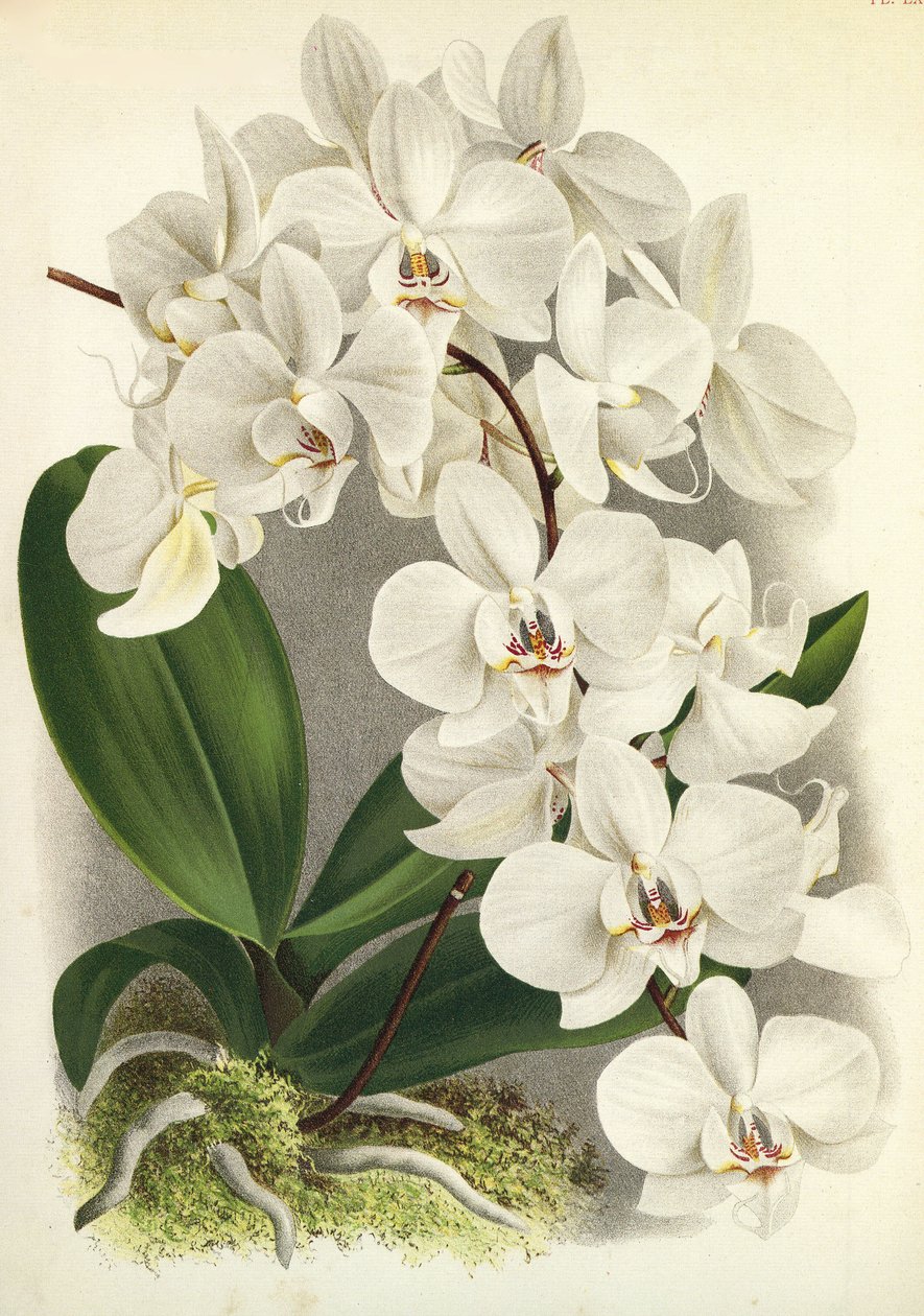 Botanical board/Phalaenopsis amabilis/Phalaenopsis gigantea/Lindenia 作者 不明