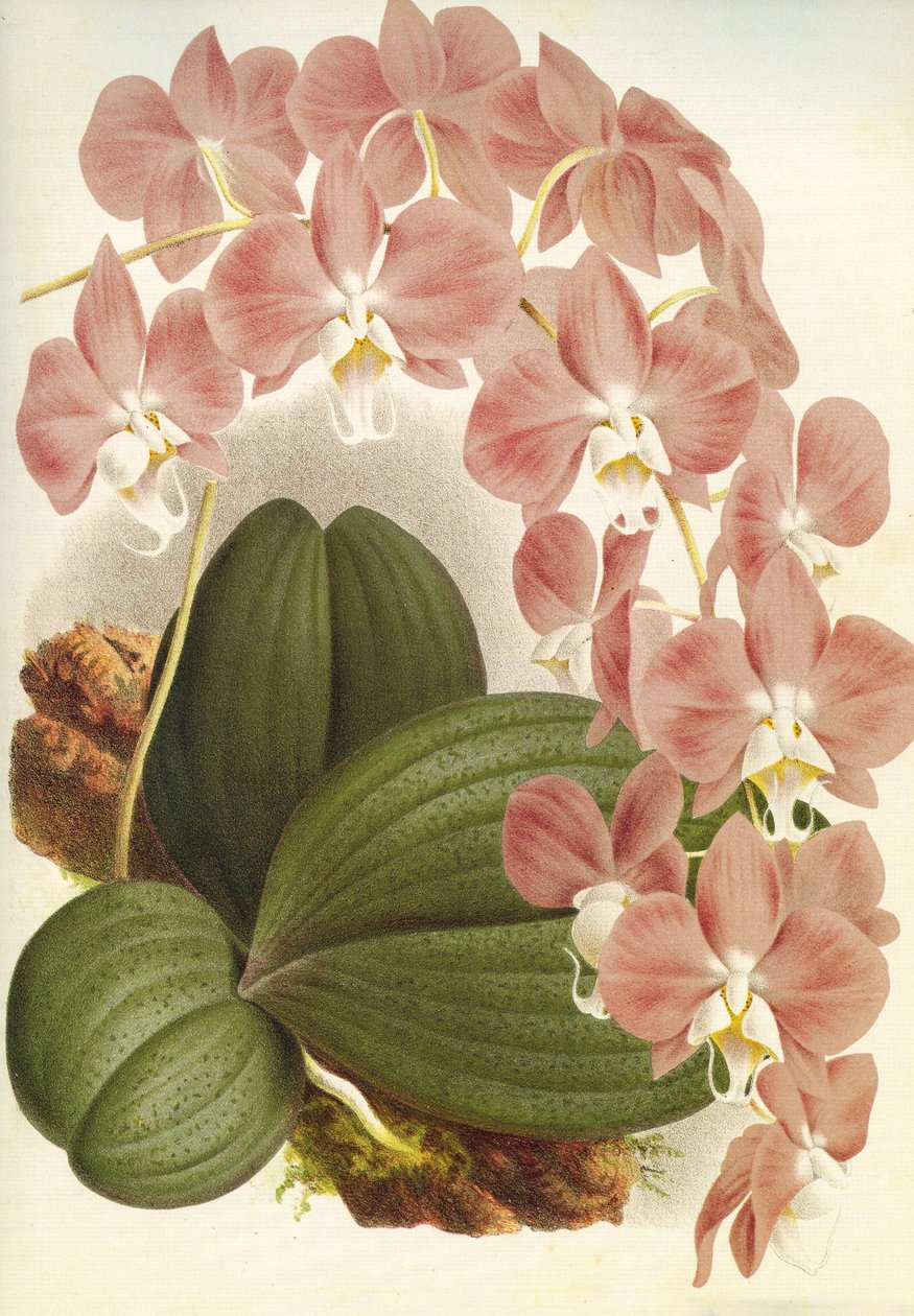植物板/蝴蝶兰/菩提树 作者 不明