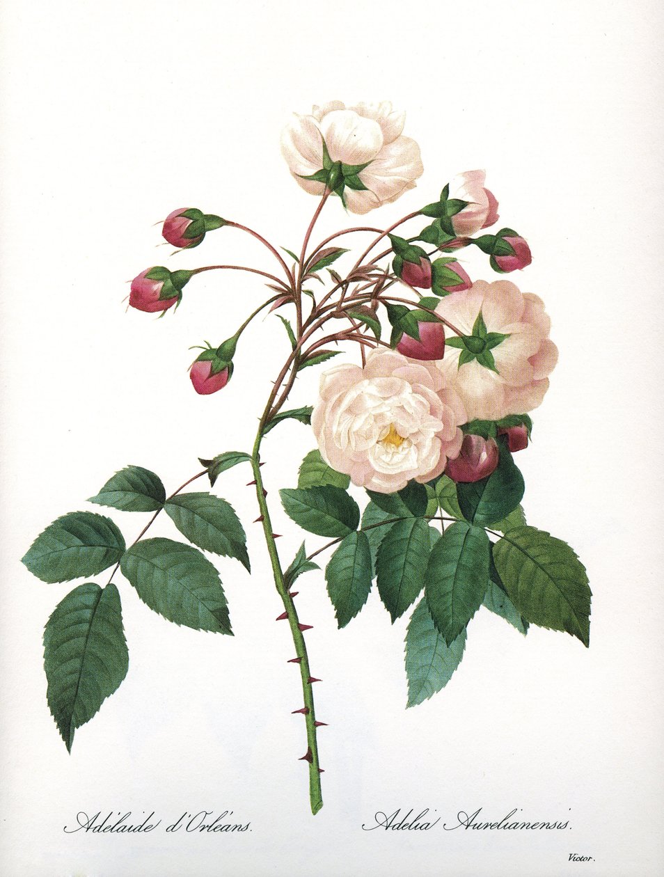 Botanical board/Rosa aurelianensis/Rose 