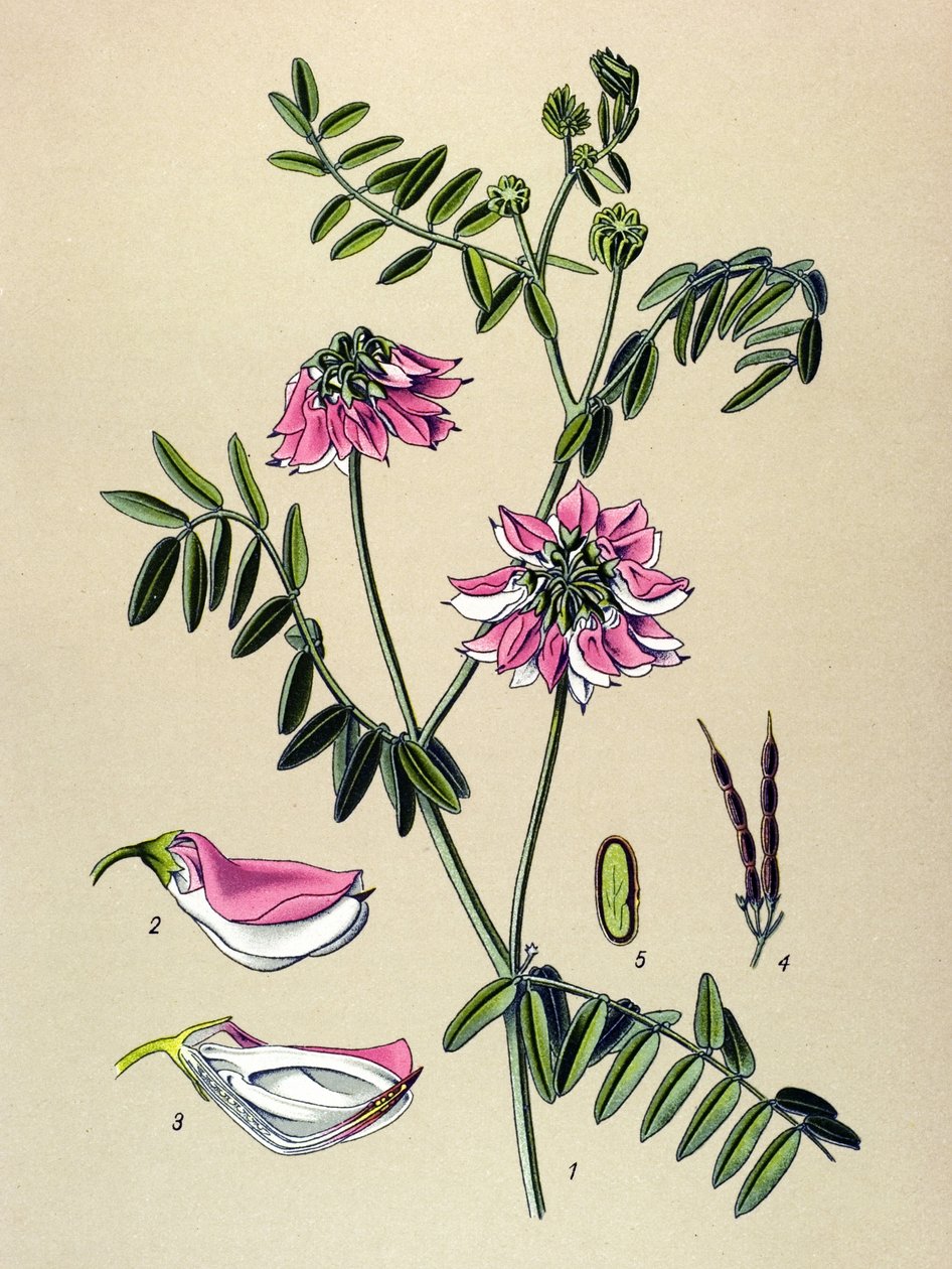 植物板，植物：Coronilla bigarree (Coronilla varia) 作者 未知艺术家