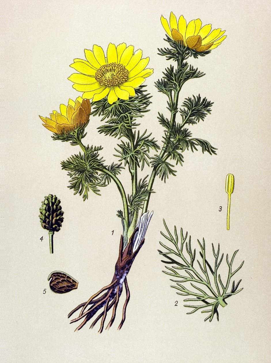 植物板。 毒药（有毒）及药用植物：春阿多尼斯（Adonis vernalis） 作者 未知艺术家