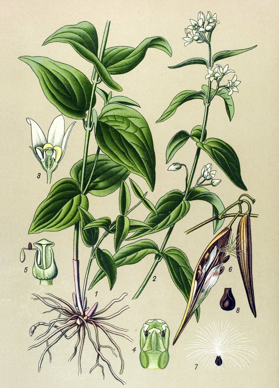 植物学委员会：驯服毒液（Vincetoxum hirundinaria） 作者 未知艺术家