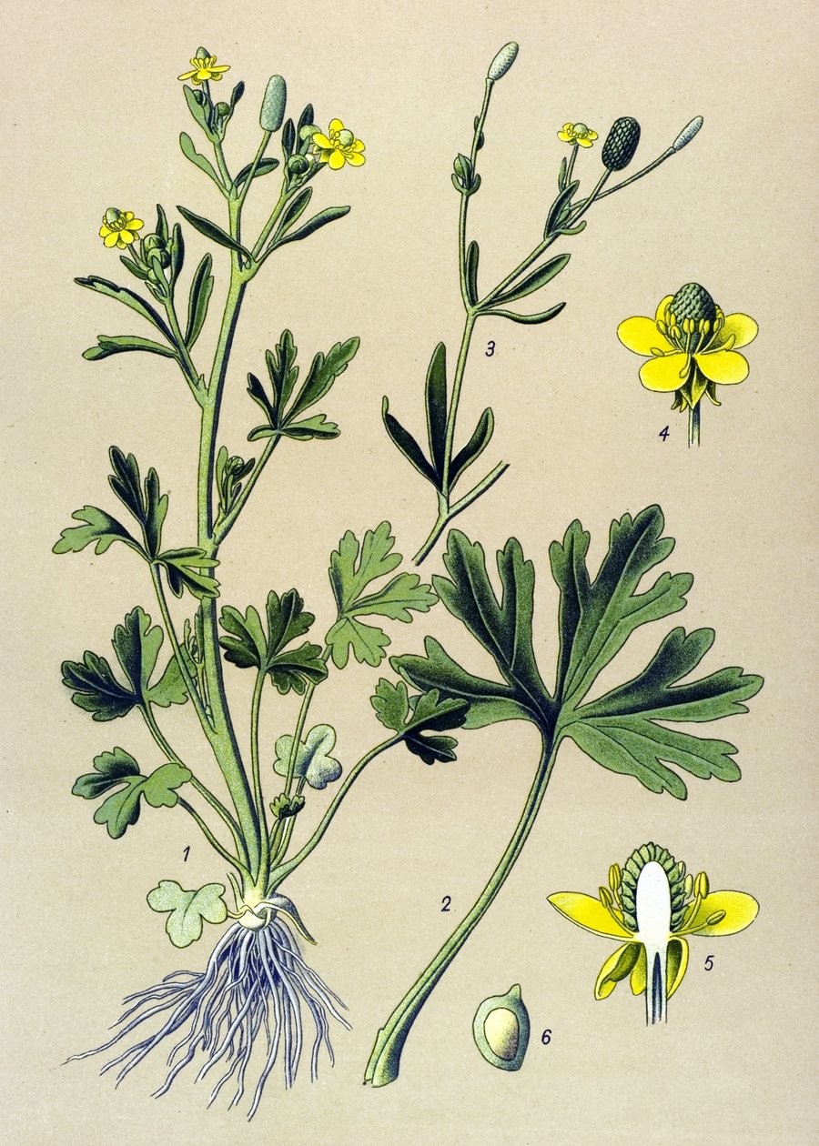 植物板。 静脉（有毒）：毛茛或芹菜叶毛茛 (Ranunculus sceleratus) 作者 未知艺术家