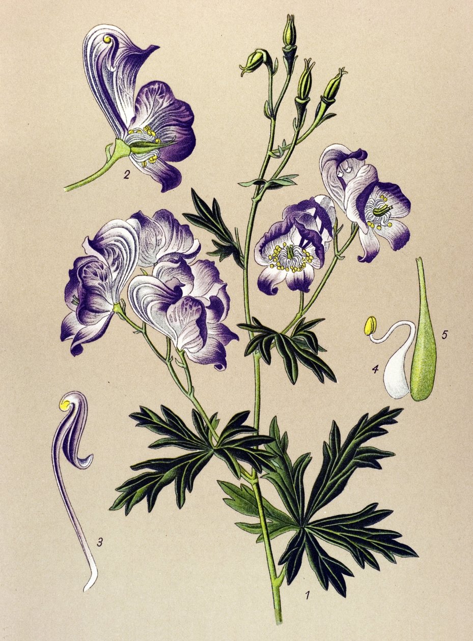 植物板。静脉（有毒）和药用植物：Aconitum variegatum 作者 未知艺术家