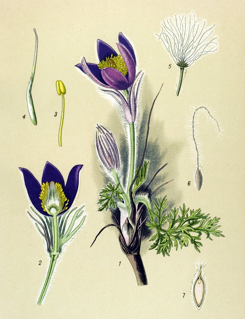 植物板。静脉（有毒）和药用植物：海葵（Anemone Pulsatille）或普通海葵（Anemone pulsatilla, Pulsatilla vulgaris 作者 未知艺术家