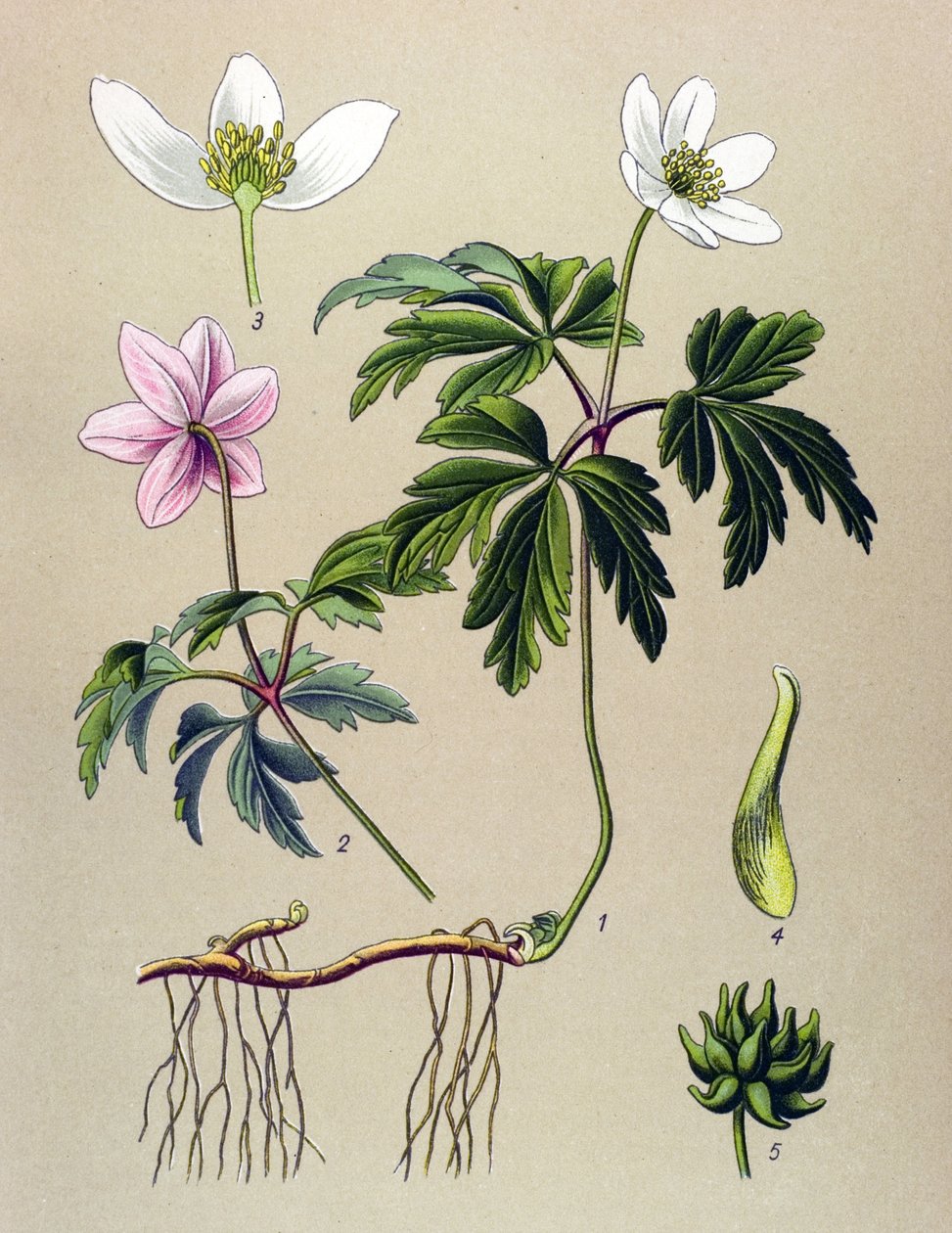 植物板。 有毒（有毒）和药用植物：银莲花（Anemone sylvie）或林中银莲花（Anemone nemorosa） 作者 未知艺术家