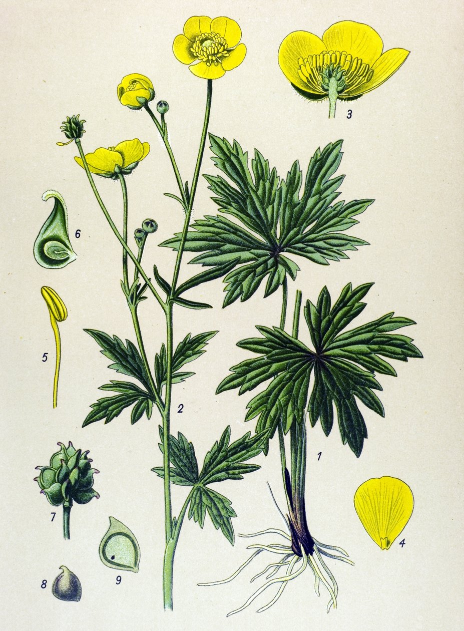 植物板。 静脉（有毒）和药用植物：毛茛 (Ranunculus acris) 作者 未知艺术家