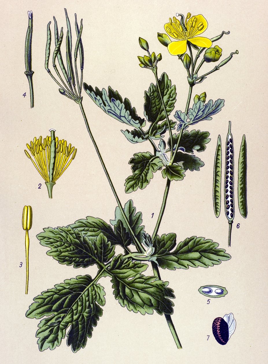 植物板。 静脉（有毒）和药用植物：白屈菜碱或大白屈菜碱（Chelidium majus） 作者 未知艺术家