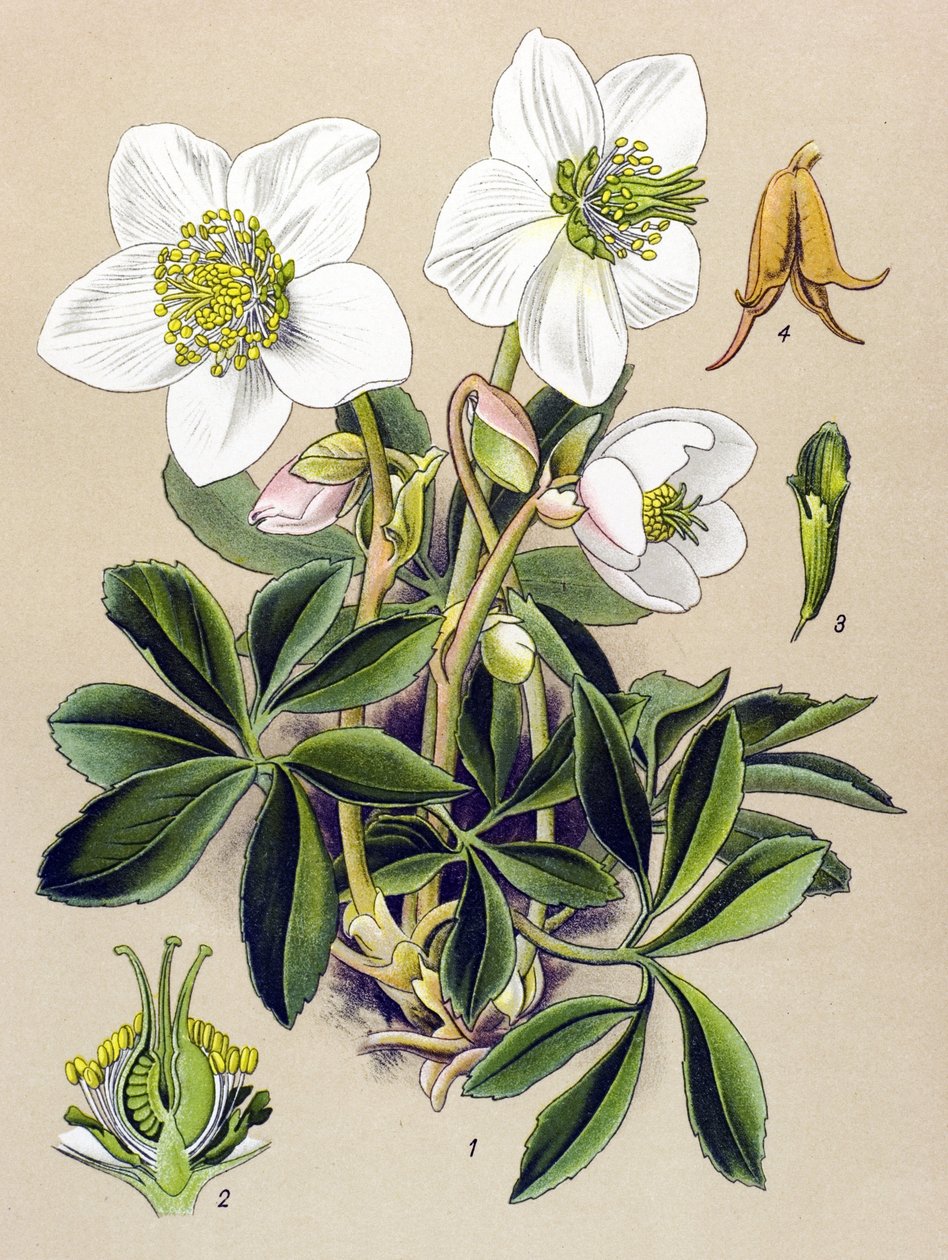 植物板。 有毒（有毒）和药用植物：圣诞玫瑰（Helleborus niger） 作者 未知艺术家