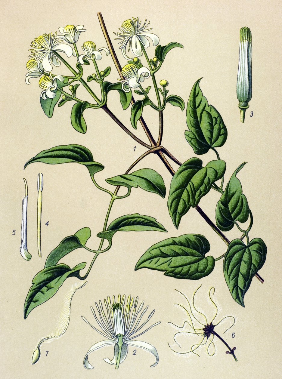 植物板。 静脉（有毒）和药用植物：对冲铁线莲（Clematisvitalba） 作者 未知艺术家