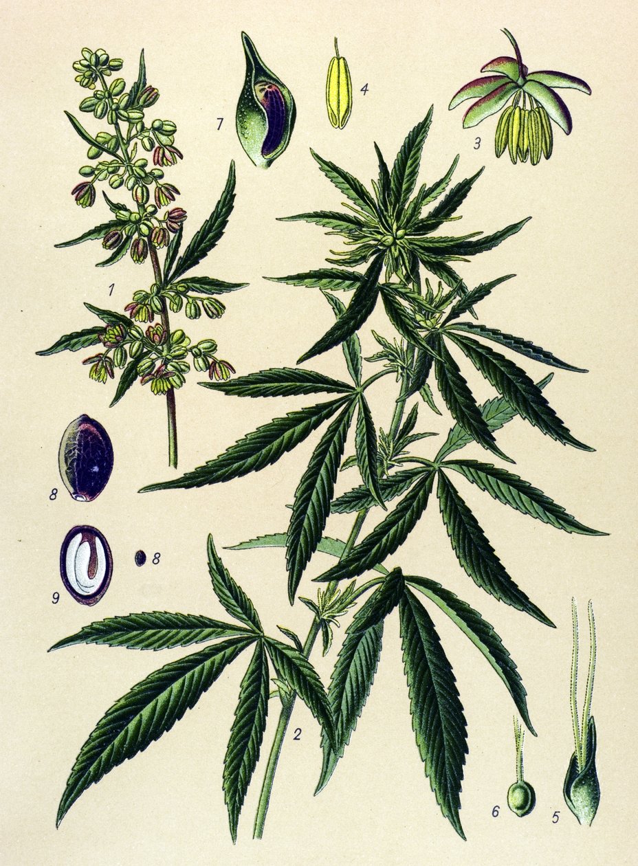 植物板。 静脉（有毒）和药用植物：大麻（Cannabis sativa） 作者 未知艺术家