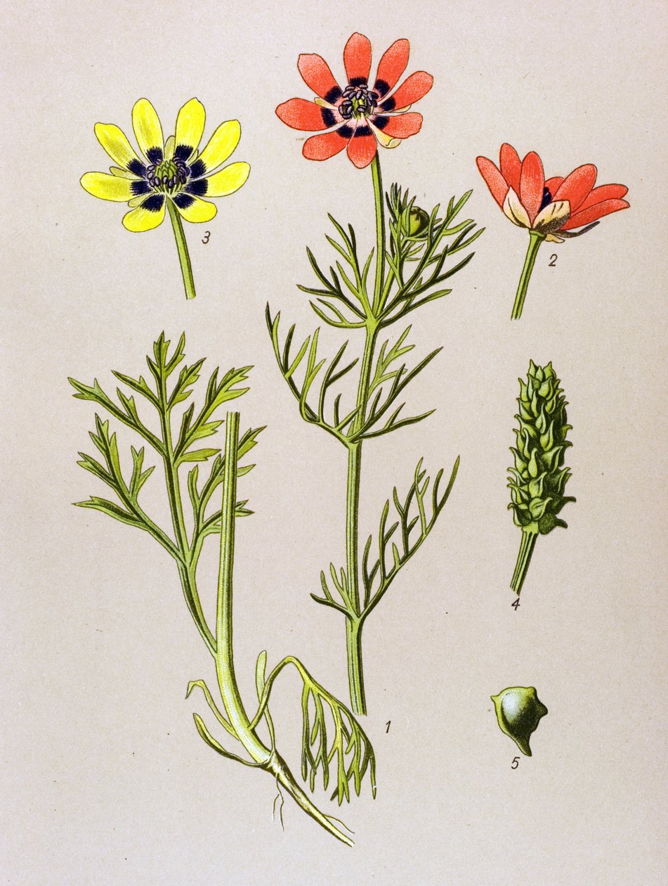 植物板。 静脉（有毒）和药用植物：夏季阿多尼斯（Adonis aestivalis） 作者 未知艺术家
