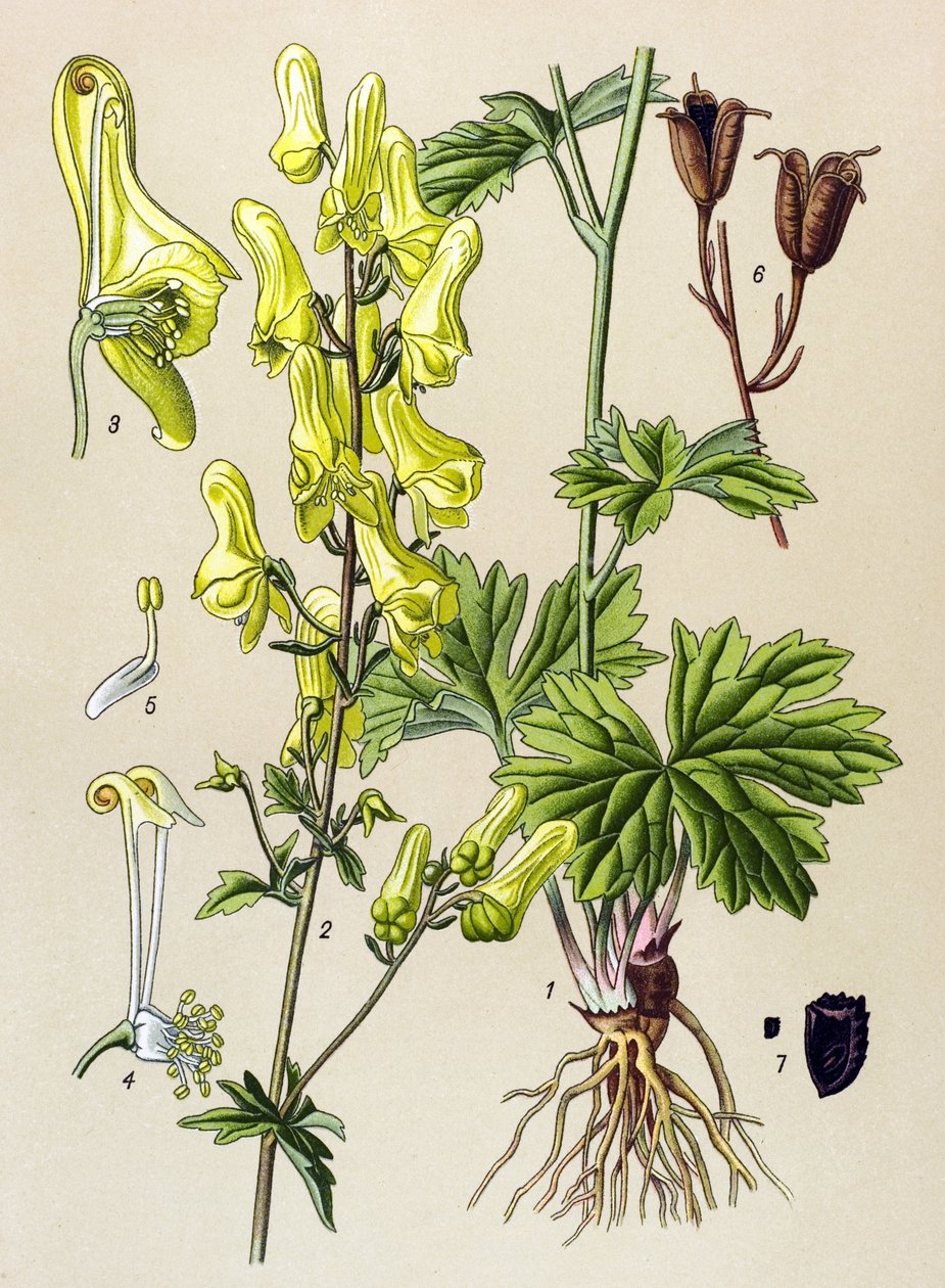植物板。静脉（有毒）和药用植物：狼杀（Aconitum lycoctonum） 作者 未知艺术家