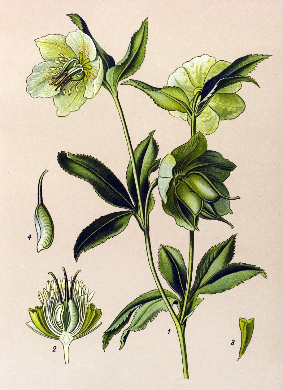 Botanical board. Venenous (toxic) and medicinal plant: green hellebore (Helleborus viridis) 作者 未知艺术家