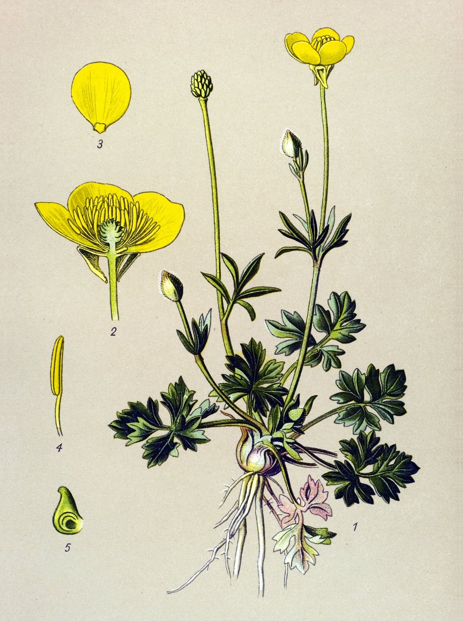 植物板。静脉植物（有毒）：球毛茛或黄金芽（Ranunculus bulbosus） 作者 未知艺术家