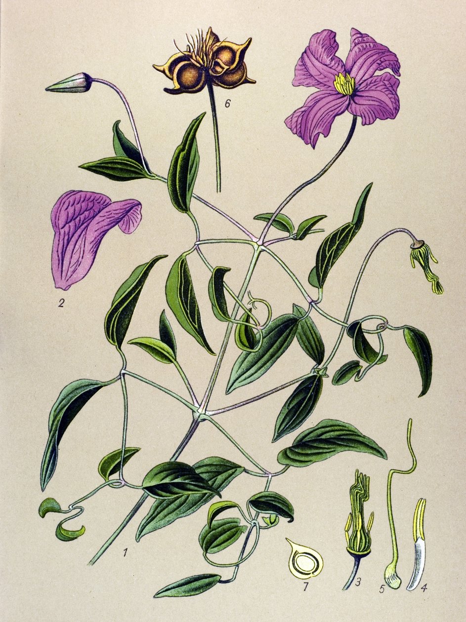植物板。 有毒植物（有毒）：假铁线莲或假藤（Clematis viticella） 作者 未知艺术家