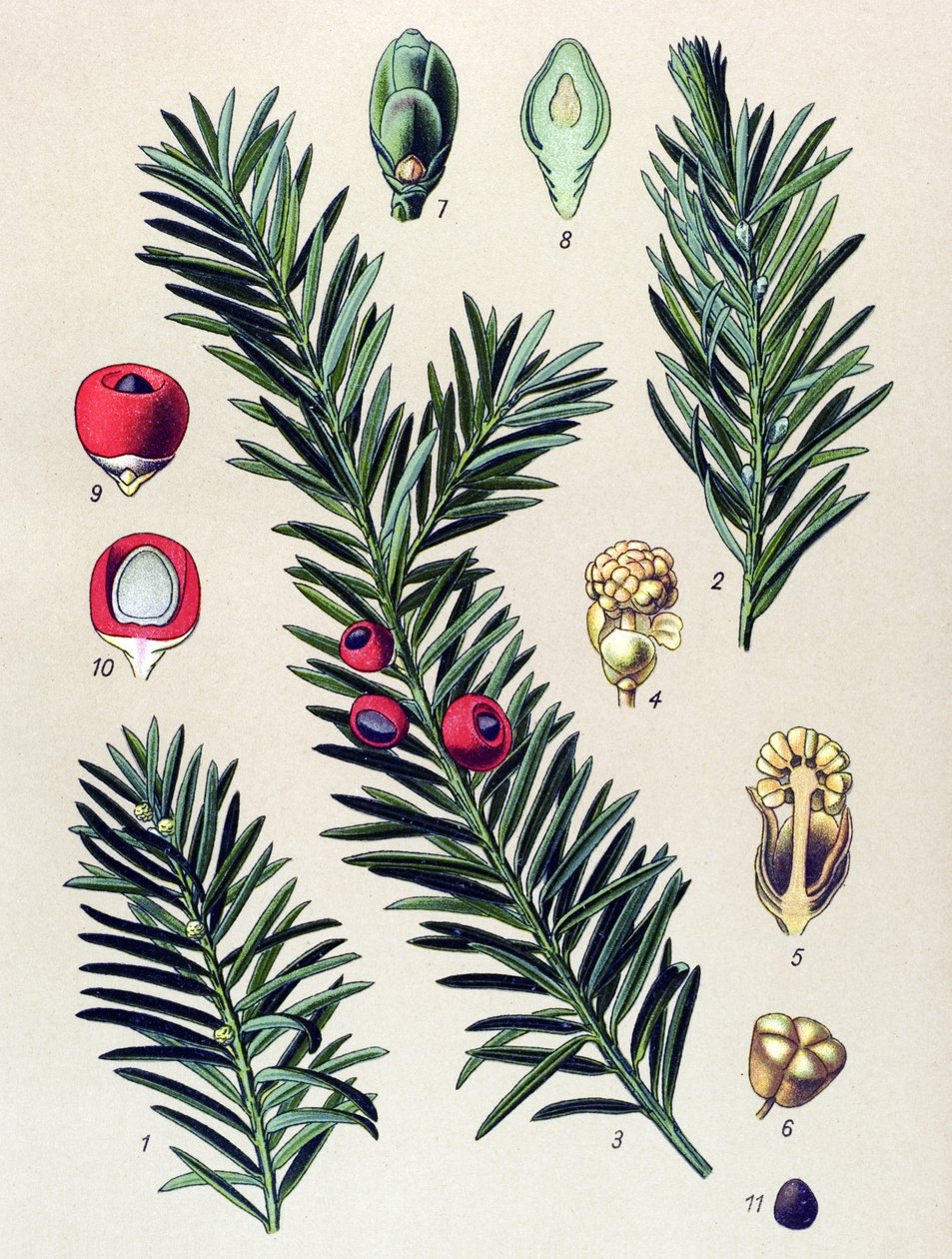 植物板。静脉植物（有毒）：普通紫杉（Taxus baccata） 作者 未知艺术家