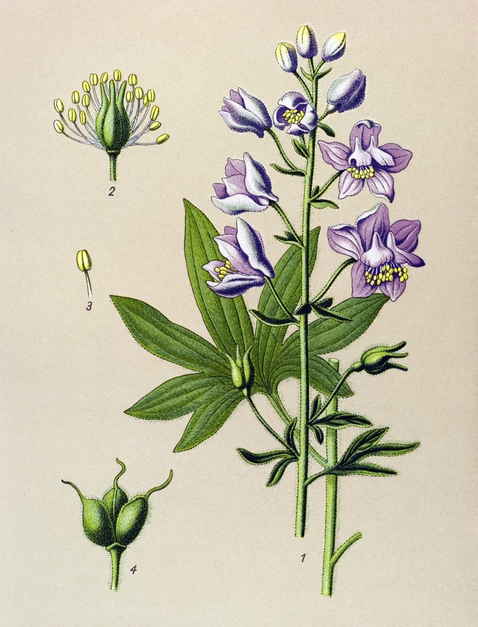 植物板。 有毒植物（有毒）：Dolphinella staphysegar (Delphinium staphysagria) 作者 未知艺术家