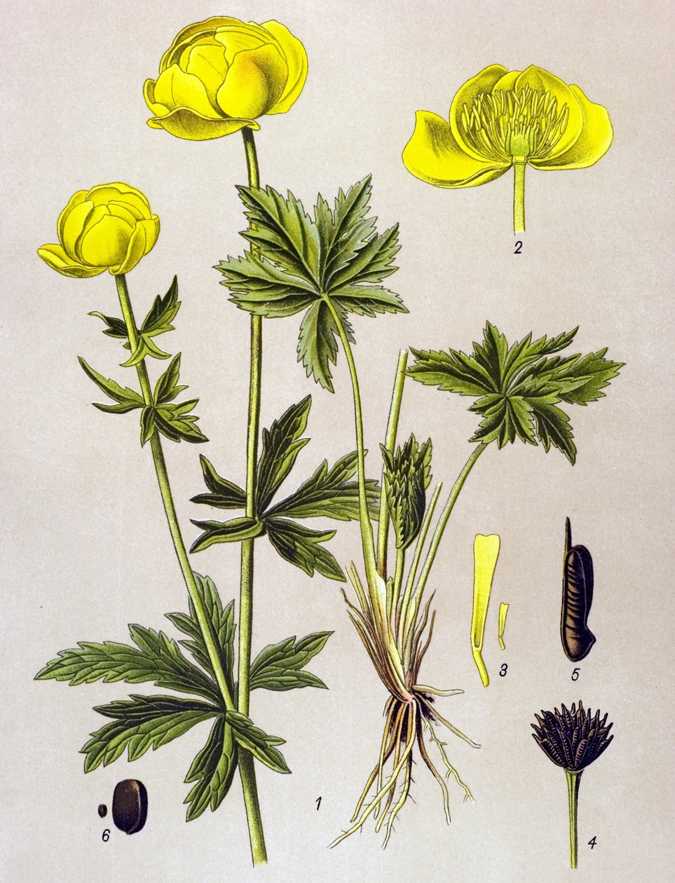 植物板。静脉植物（有毒）：欧洲巨蜥（Trollius europaeus） 作者 未知艺术家