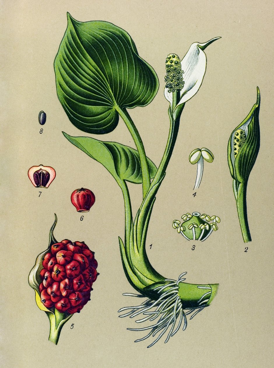 植物板。静脉植物（有毒）：沼泽马蹄莲（Calla palustris） 作者 未知艺术家