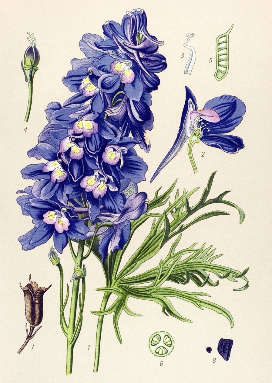 植物板。 有毒植物（有毒）：海豚或云雀脚（Delphinium grandiflorum） 作者 未知艺术家