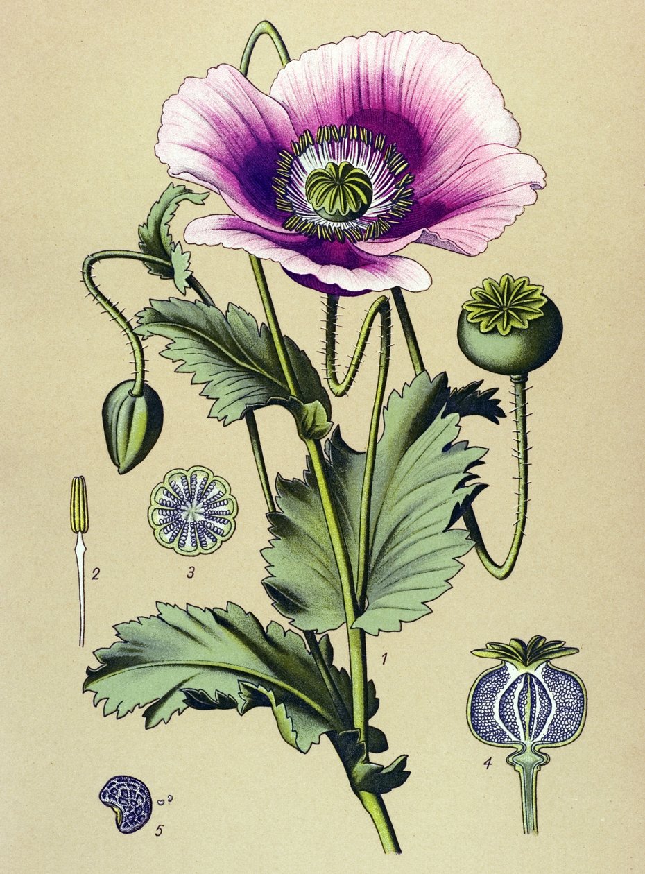植物板。静脉（有毒）和药用植物：安眠罂粟（Papaver somniferum） 作者 未知艺术家
